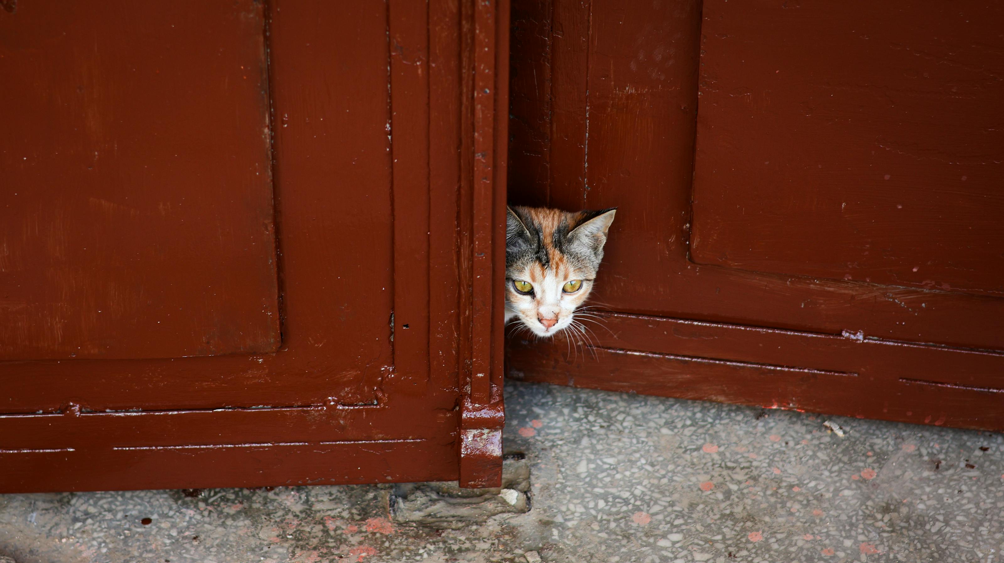 En katt tittar ut genom en dörröppning